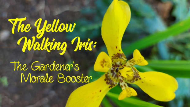 yellow-walking-iris-the-gardeners-morale-booster