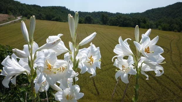 how-to-grow-madonna-lily-an-ancient-plant