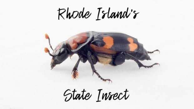 state-insect-of-rhode-island