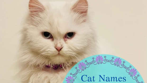 15-names-for-your-cat-based-on-greek-mythology