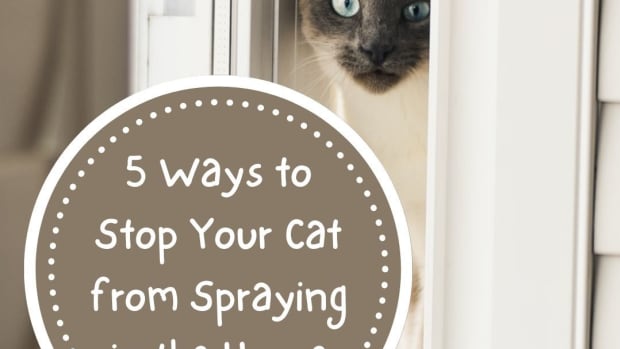 how-to-stop-a-cat-from-spraying-in-the-house