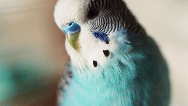 should-you-get-a-budgie