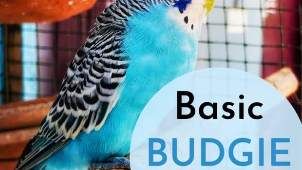 how-to-care-for-a-pet-budgie