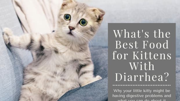 best-kitten-food-for-diarrhea