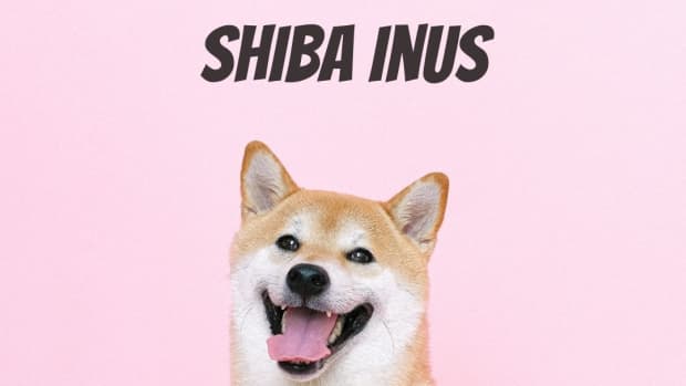 strong-and-feminine-shiba-inu-names
