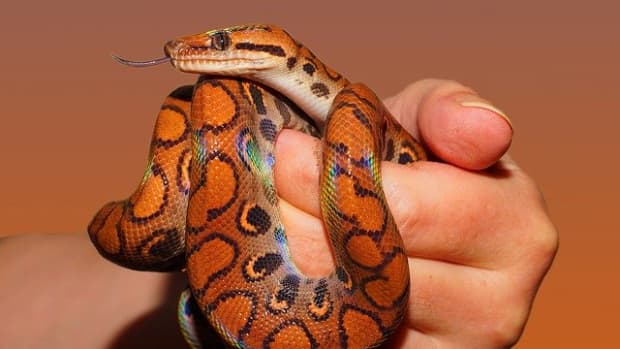 10-most-beautiful-snakes-in-the-world