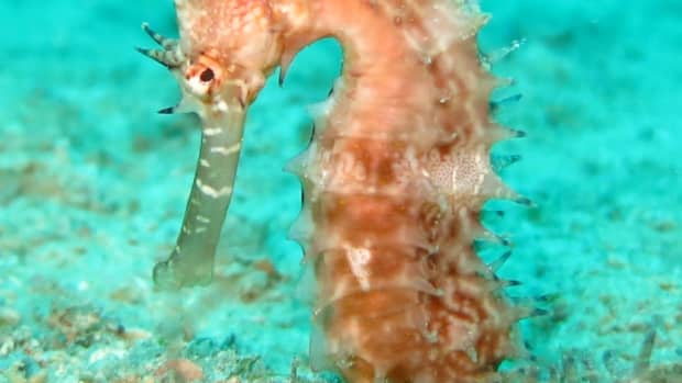 seahorses-for-sale