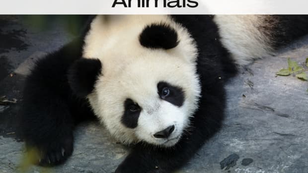 black-and-white-animals