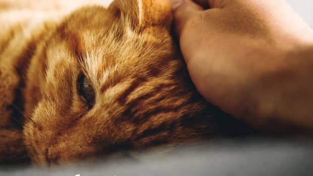 how-to-reduce-a-cats-anxiety-and-stress