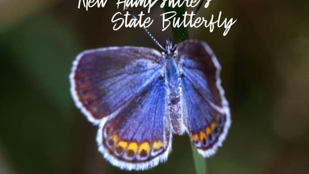 new-hampshire-state-butterfly-karner-blue