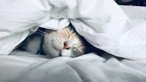 cat-and-their-sleep--interesting-facts