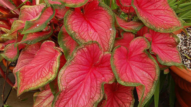 how-to-grow-caladiums-indoors-or-outdoors