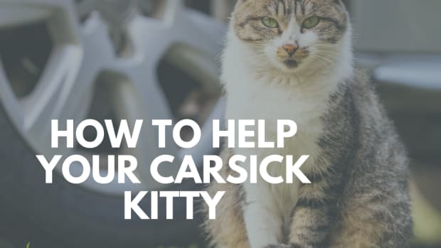cats-get-car-sick-too