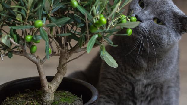 cats-and-houseplants