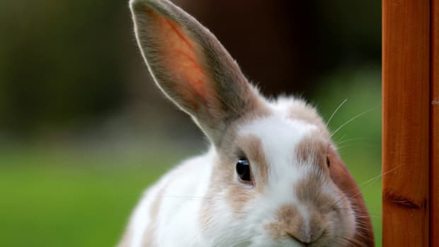instant-tips-to-improve-your-understanding-of-rabbit-body-language