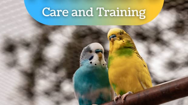 how-to-train-a-parakeet