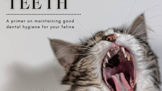 the-necessity-of-keeping-your-cats-teeth-clean