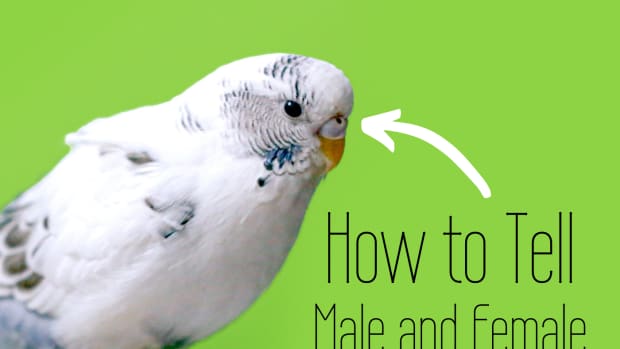 Getting A Budgie: Things You Need - PetHelpful