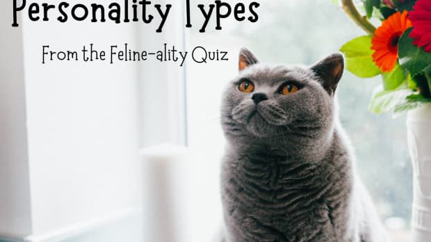 cat-personalities-felineality