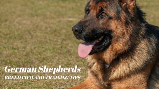 tips-for-german-shepherd-dog-training