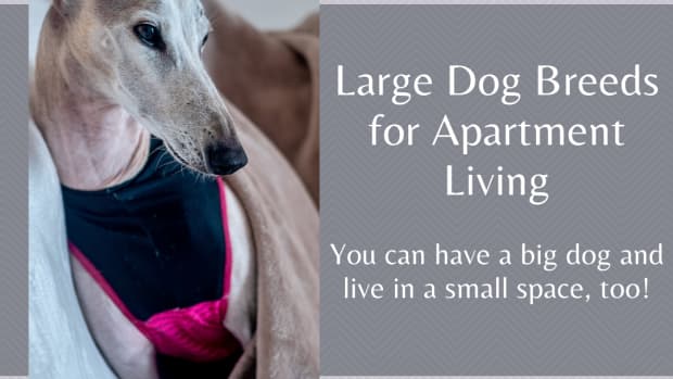 dog-large-breed-for-an-apartment