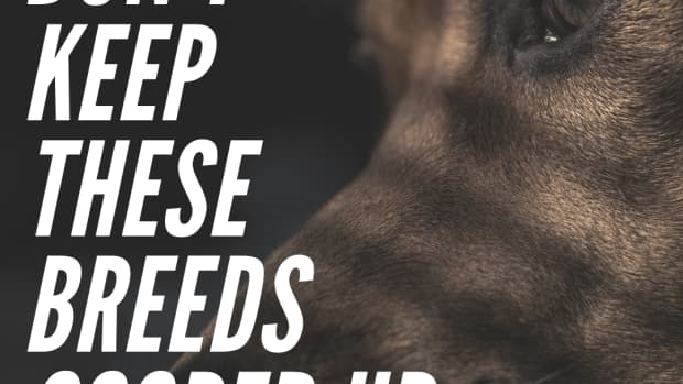 popular-dog-breeds-you-should-avoid