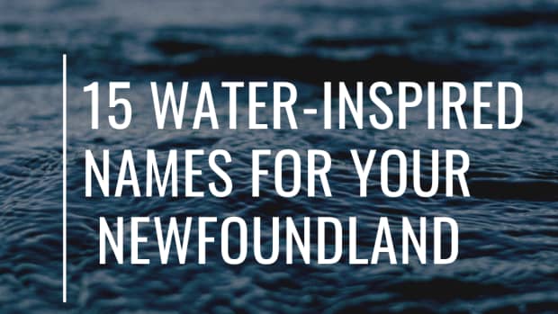 15-great-water-names-for-your-newfoundland-dog