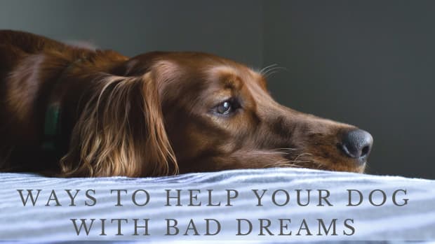 how-to-manage-a-dogs-nightmares