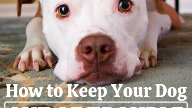 8-ways-to-keep-your-dog-out-of-trouble