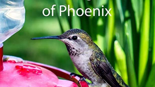 arizona-is-your-hummingbirds-in-your-yard