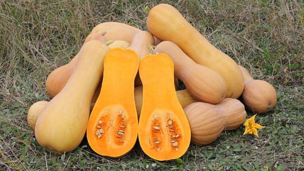 how-to-grow-butternut-squash