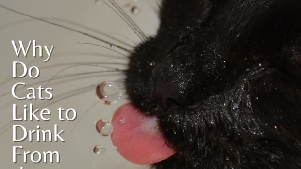 why-cats-drink-from-the-faucet-we-may-never-know