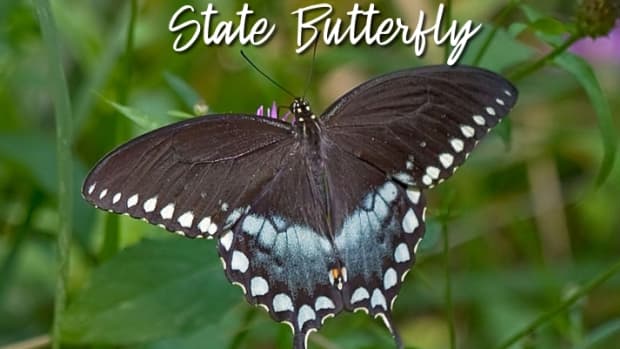 the-state-butterfly-of-mississippi