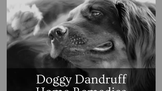 dog-home-remedies-for-dandruff
