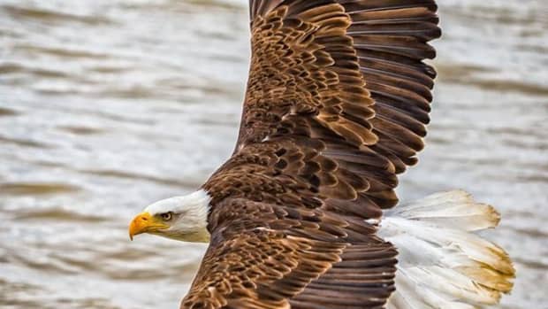 majestic-eagles