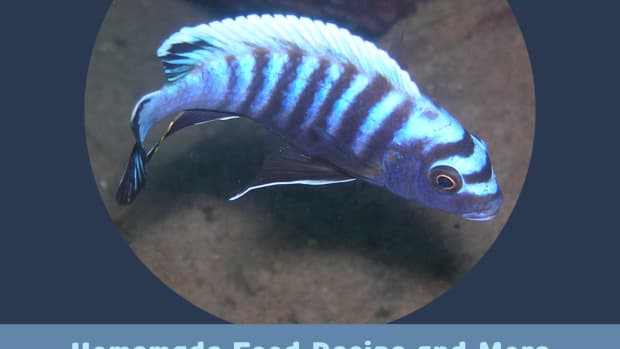 lake-malawi-cichlids-6-the-right-nutrition-for-african-cichlids