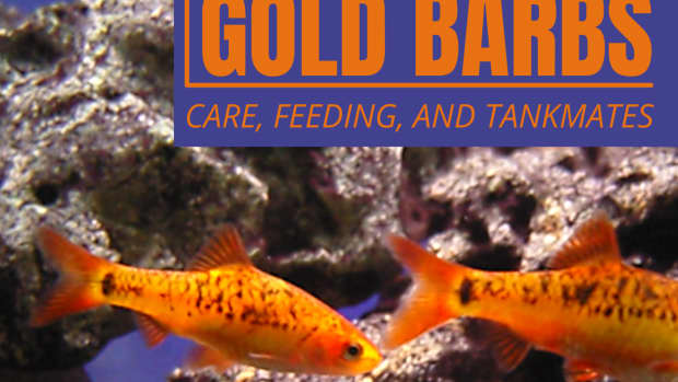 barbs-an-overview-of-gold-barbs