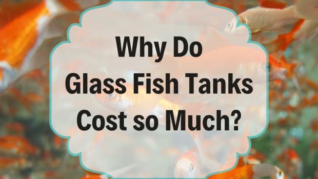 why-are-glass-aquariums-so-expensive