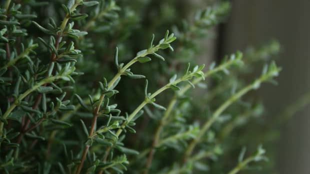 all-about-herbs-thyme
