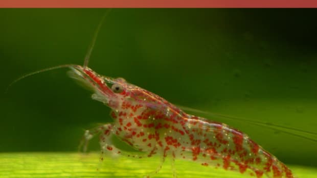 keeping-freshwater-pet-shrimp