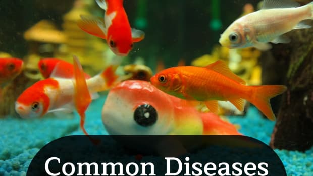 recognizing-common-diseases-in-freshwater-fish