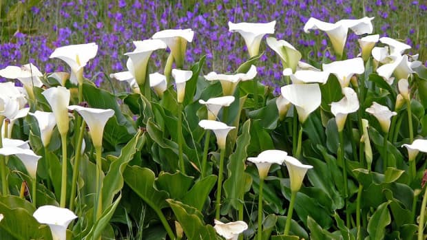 how-to-grow-calla-lilies-indoors-or-outdoors