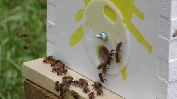 free-honey-bees