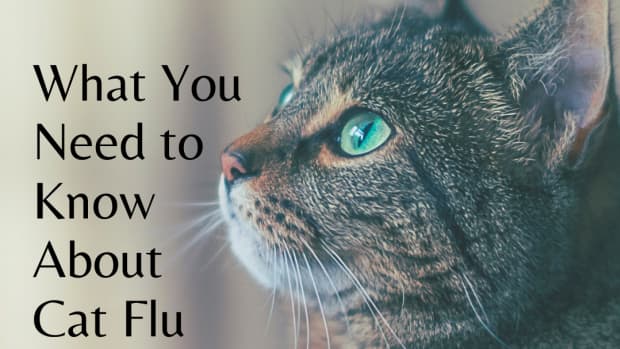 what-your-and-your-cat-need-to-know-about-cat-flu