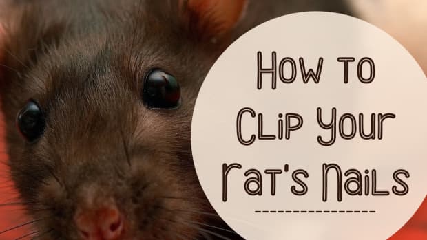 how-to-trim-your-pet-rats-nails