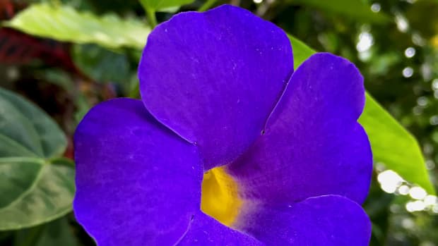 5-easy-to-grow-tropical-vines-with-dazzling-blue-flowers