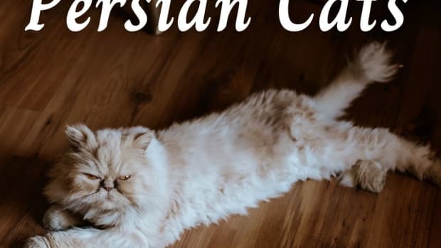 best-ways-to-care-for-your-persian-cat