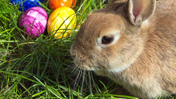 easter-bunny-and-colored-eggs-traditions-and-origins