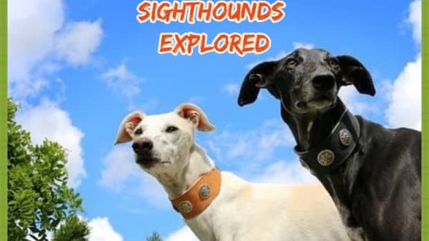 sighthound-breeds-explored