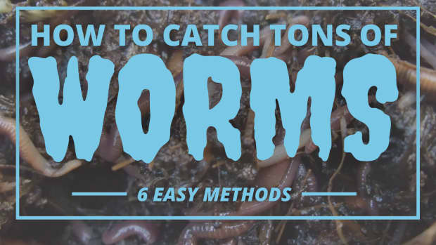 ways-to-get-earthworms-to-come-out-of-the-ground